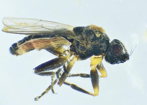 Réf. 281 221 : Ischiolepta sp.